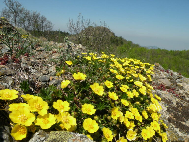 Trekking Valtrebbia: il Pian Perduto e il Giardino di Pietra Corva | 13 aprile 2024